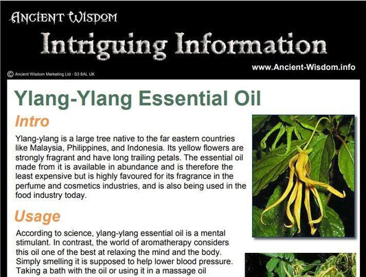 Ylang Ylang Essential Oil Info